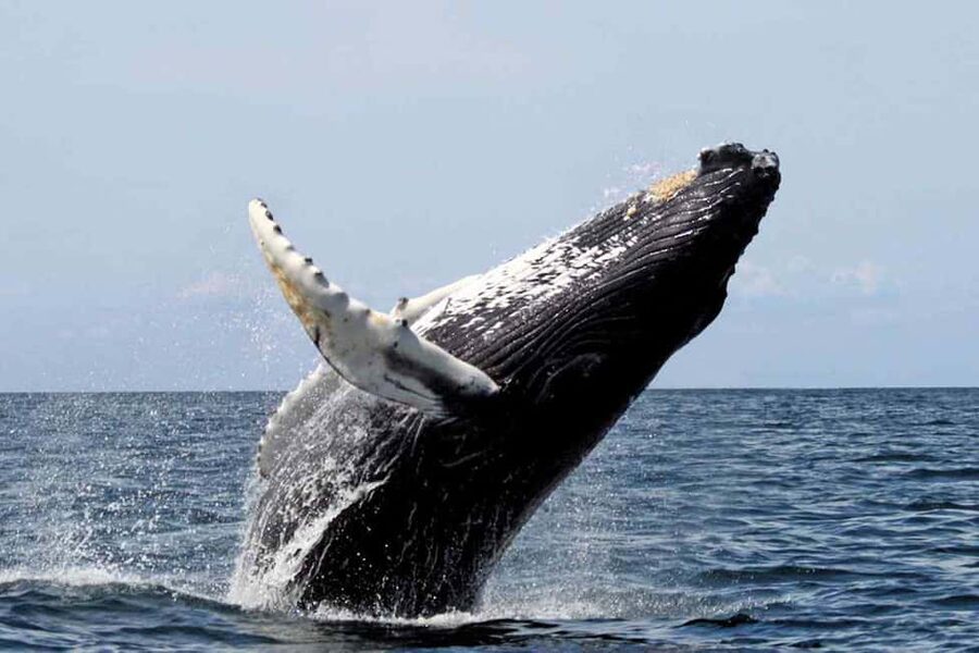 From Punta Cana: Samana Bay Whale-Watching Cruise with Lunch - Cayo Levantado: a pleasant island break