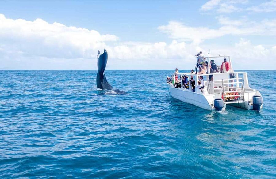 From Punta Cana: Samana Bay Whale-Watching Cruise with Lunch - Who will enjoy this most