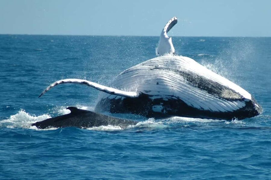 From Punta Cana: Sanctuary Whale Watching Day Trip - Breakfast, guides, and the first handoff