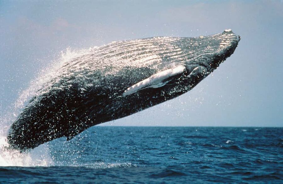 From Punta Cana: Sanctuary Whale Watching Day Trip - The road from Punta Cana to Samaná