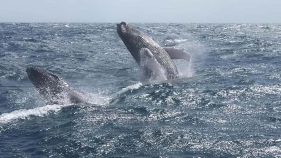 From Punta Cana: Whale Watching and Montana Redonda Tour - FAQ