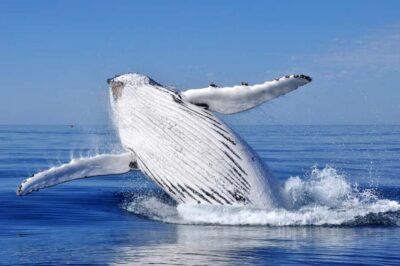 Whale Watching and Montana Redonda Tour