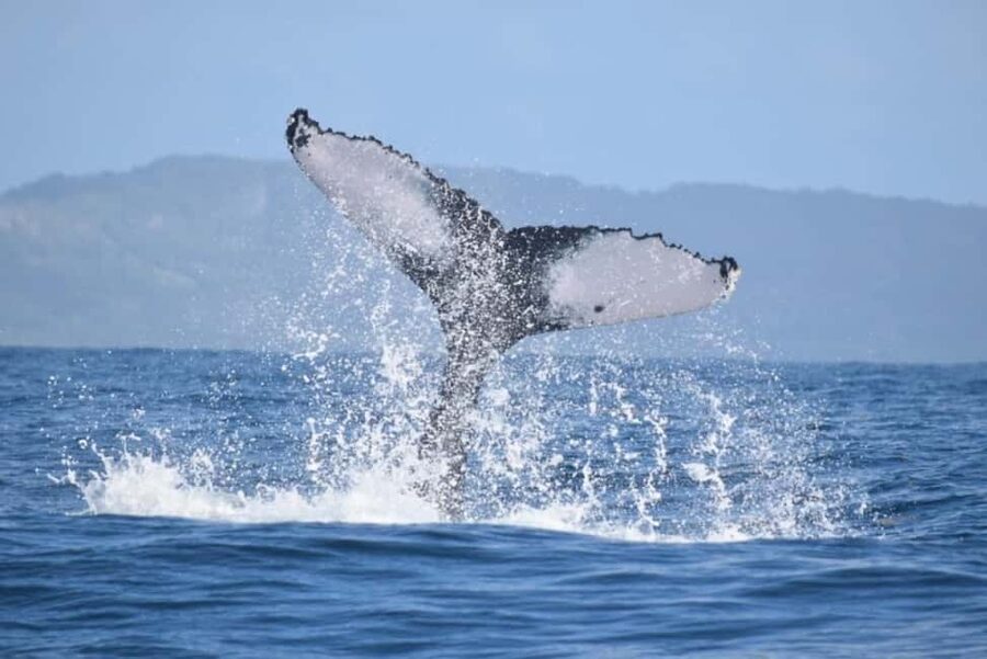 From Punta Cana: Whale Watching and Montana Redonda Tour - The safari truck ride up Montaña Redonda
