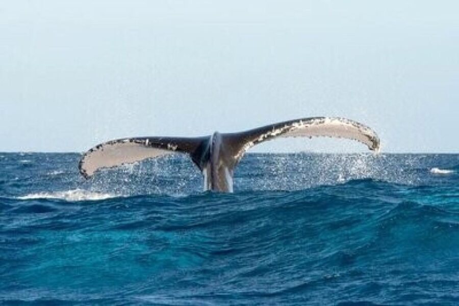 From Punta Cana: Whale Watching and Montana Redonda Tour - Is $210 a fair price?