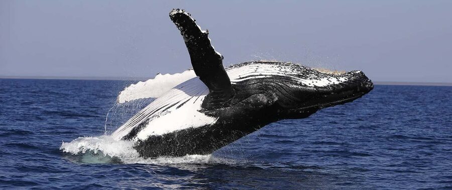 From Punta Cana: Whale Watching and Montana Redonda Tour - Who should book this day?