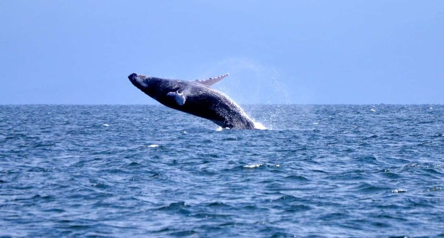 From Punta Cana: Whale Watching and Montana Redonda Tour - My take: book it for variety, not certainty