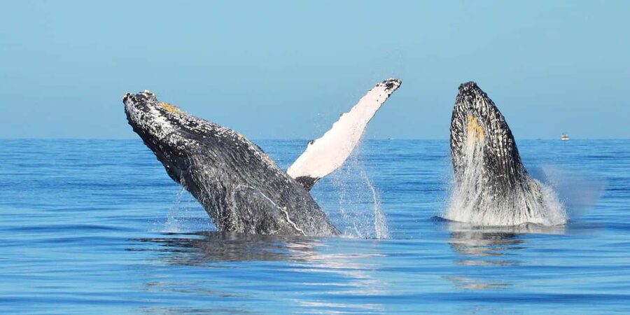 From Punta Canta: Whale Watching Cruise with Cayo Levantado - Breakfast first, then Las Cañitas Dock