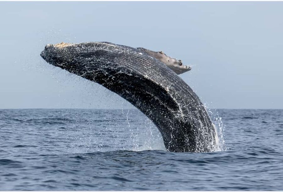 From Punta Canta: Whale Watching Cruise with Cayo Levantado - Cayo Levantado, the beach payoff