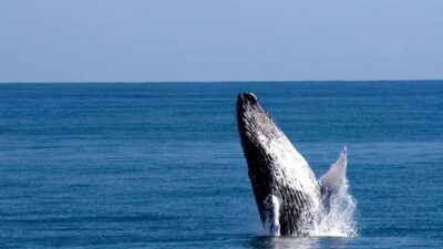 From Punta Canta: Whale Watching Cruise with Cayo Levantado