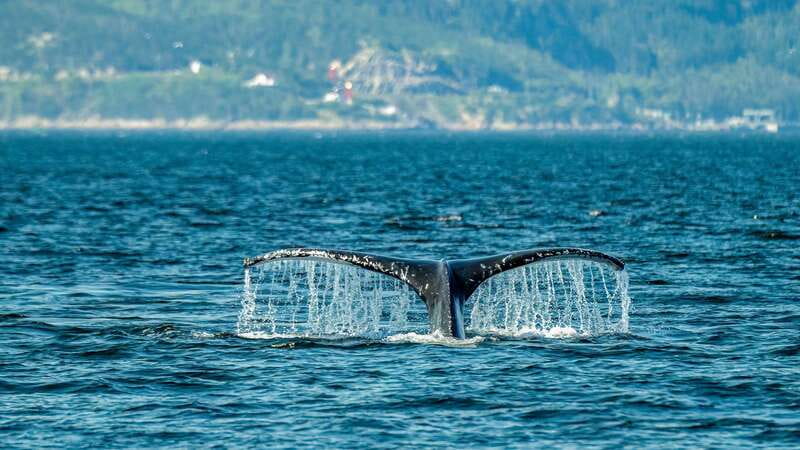 From Quebec City: Whale Watching Excursion Full-Day Trip - Key points at a glance