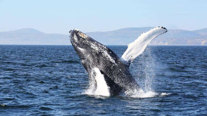 From Quebec City: Whale Watching Excursion Full-Day Trip - A full day from Fontaine de Tourny to the whales
