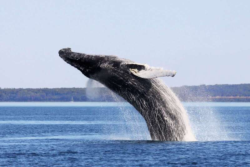 From Quebec City: Whale Watching Excursion Full-Day Trip - Choosing the large boat or the Zodiac