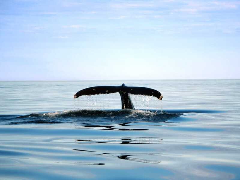 From Quebec City: Whale Watching Excursion Full-Day Trip - Food, clothing, and what to bring