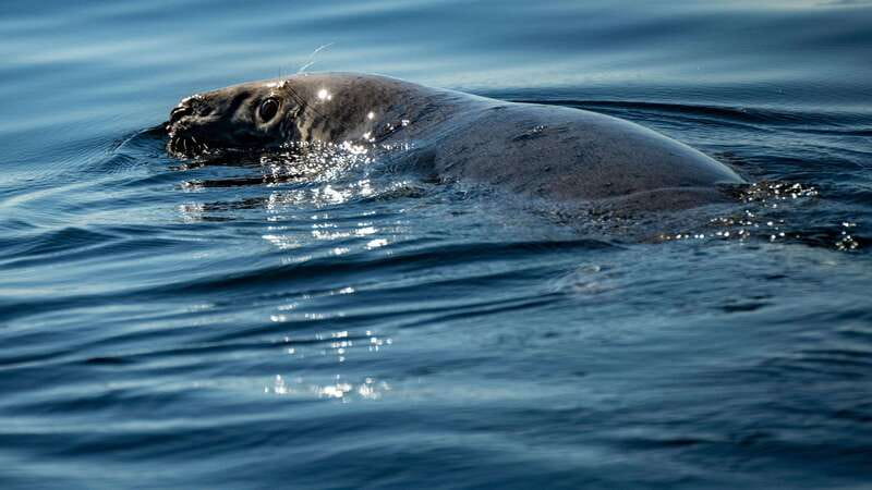 From Quebec City: Whale Watching Excursion Full-Day Trip - Is $186 a fair price?