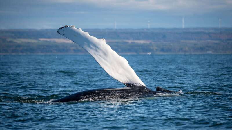 From Quebec City: Whale Watching Excursion Full-Day Trip - FAQ
