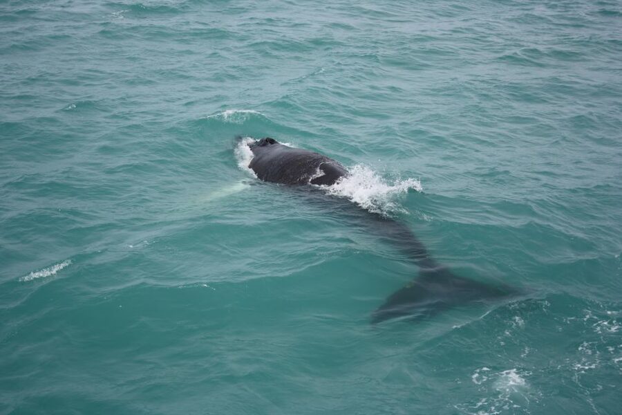 From Reykjavik: Whale Watching Tour - Key points to know before you book