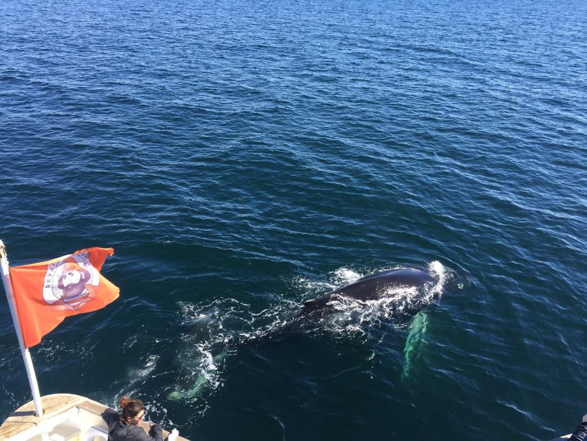 From Reykjavik: Whale Watching Tour - My verdict