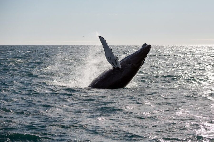 From Reykjavik: Whale Watching Tour - From Geirsgata 11 to open water
