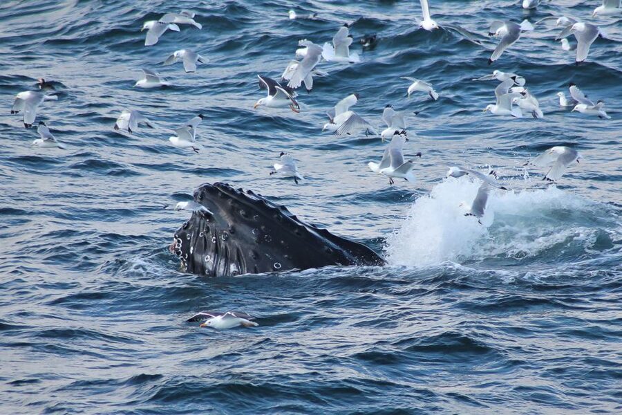 From Reykjavik: Whale Watching Tour - Faxaflói Bay and the long whale search