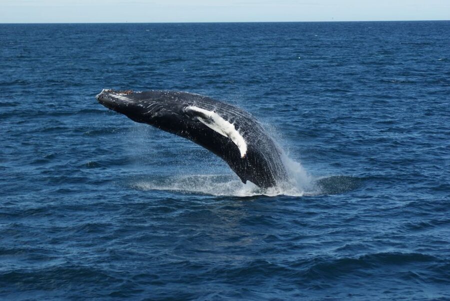 From Reykjavik: Whale Watching Tour - Mountain views add value to the boat ride