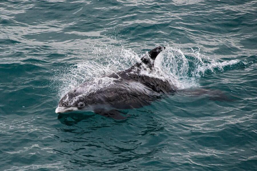 From Reykjavik: Whale Watching Tour - What the boat offers during the search
