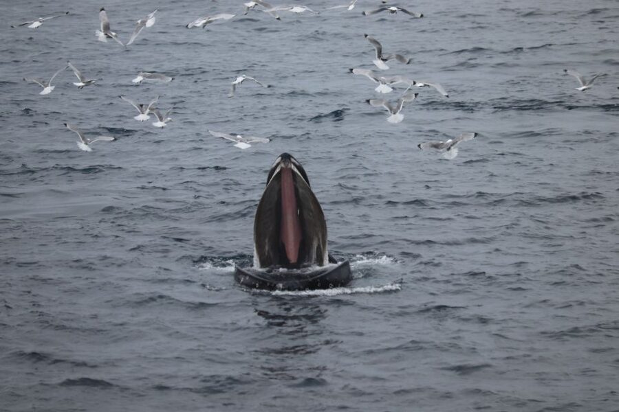 From Reykjavik: Whale Watching Tour - Who will enjoy this tour most?