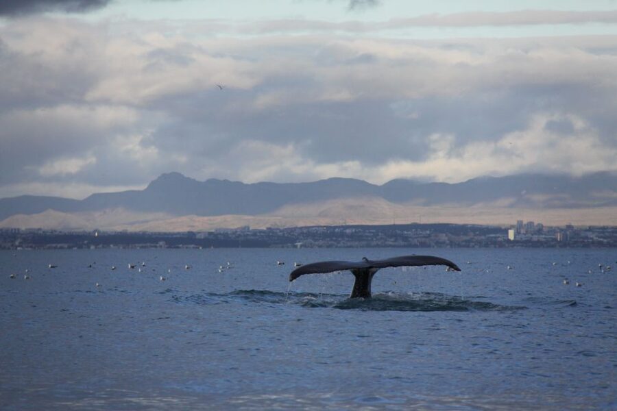 From Reykjavik: Whale Watching Tour by Speedboat - Who should book this speedboat trip?