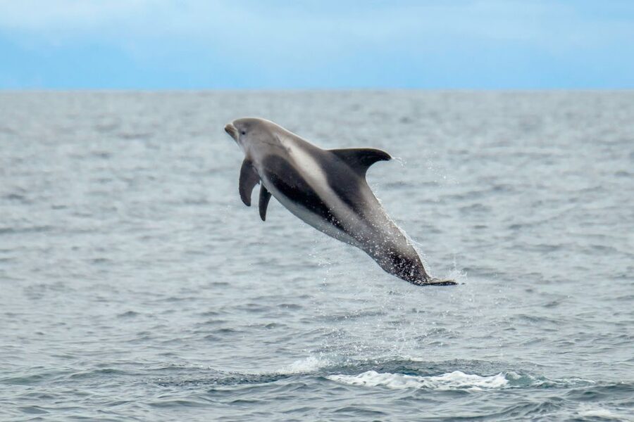 From Reykjavik: Whale Watching Tour by Speedboat - Leaving Reykjavik from Ægisgarður 5G