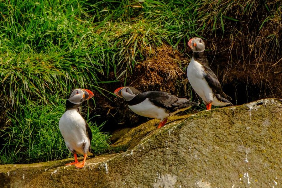 From Reykjavik: Whale Watching Tour by Speedboat - Puffin islands and the quieter part of the route
