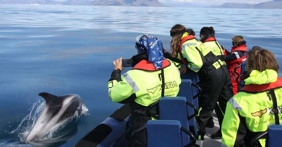 From Reykjavik: Whale Watching Tour by Speedboat - What a 12-seat RIB changes