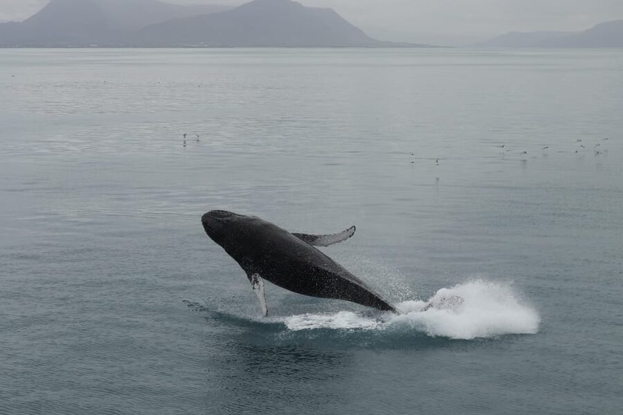 From Reykjavik: Whale Watching Tour - Kollafjörður begins the scenic part