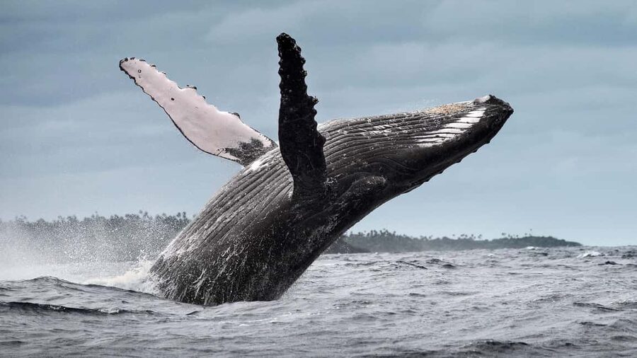 From Samaná: Whale Watching and Cayo Levantado Boat Tour - The boat ride and coastal views