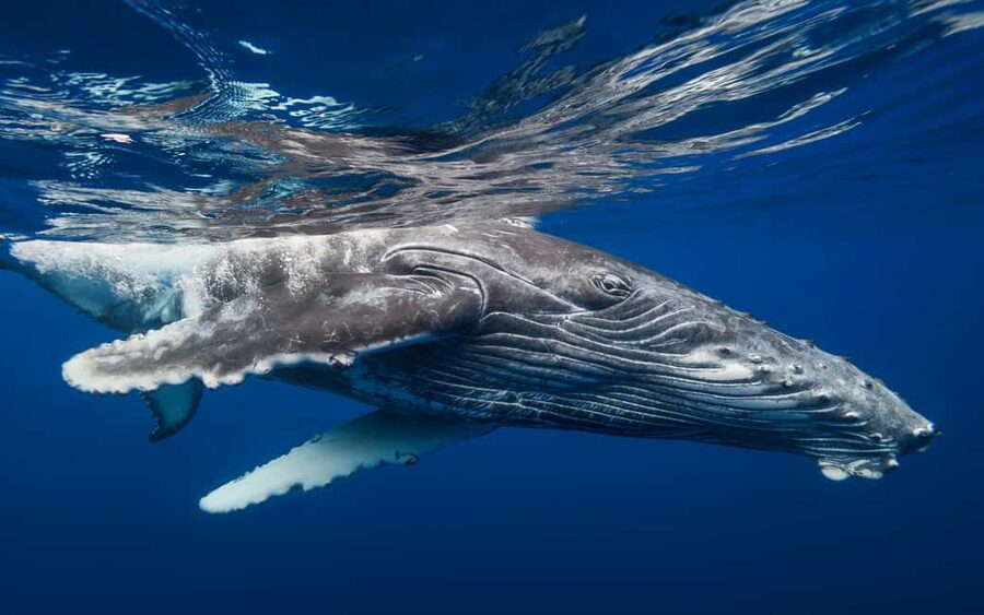 From Samaná: Whale Watching and Cayo Levantado Boat Tour - Lunch and free time on Cayo Levantado