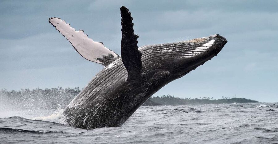 From Samaná: Whale Watching and Cayo Levantado Boat Tour - How much time do you really get with the whales?