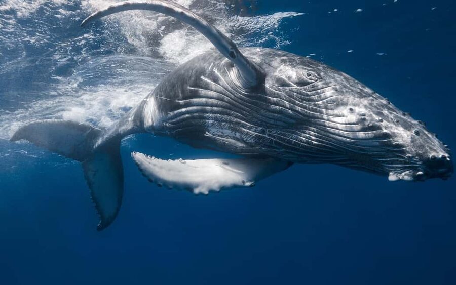 From Samaná: Whale Watching and Cayo Levantado Boat Tour - Weather, timing, and simple preparation