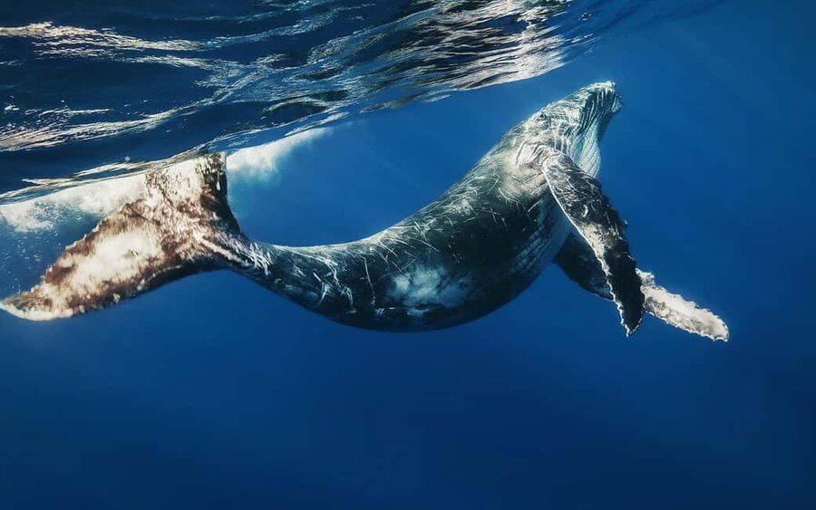 From Samaná: Whale Watching and Cayo Levantado Boat Tour - What whale watching is really like here
