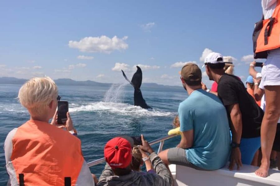 From Samaná: Whale Watching and Cayo Levantado Island Tour - What to bring and how to prepare