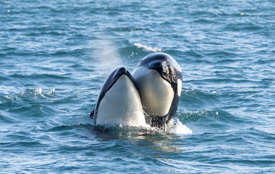 From Svolvær: Whale Watching Day Trip to Andenes - Key points to know before booking