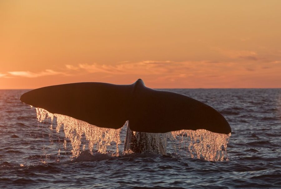 From Svolvær: Whale Watching Day Trip to Andenes - Why Andenes makes sense from Svolvær