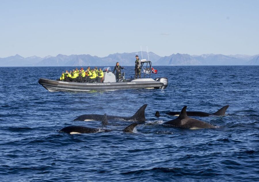 From Svolvær: Whale Watching Day Trip to Andenes - Who should book this Andenes day trip?