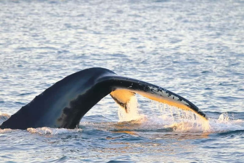From Tromsø: All-Inclusive Whale & Orca Safari - Why Skjervøy is worth the long ride