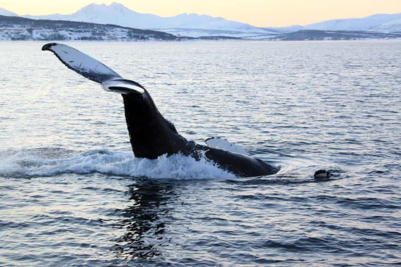 From Tromsø: All-Inclusive Whale & Orca Safari - The 2.5-hour cruise north