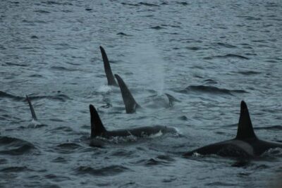 All-Inclusive Whale & Orca Safari