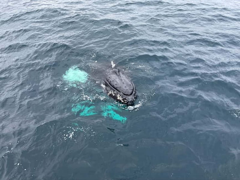 From Tromsø: All-Inclusive Whale & Orca Safari - Searching for orcas and humpbacks near Skjervøy