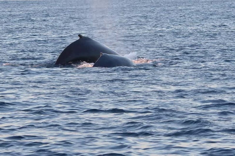 From Tromsø: All-Inclusive Whale & Orca Safari - Respectful viewing and good photo chances