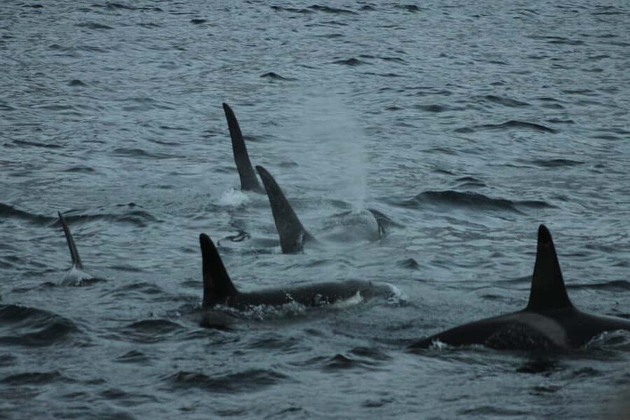 From Tromsø: All-Inclusive Whale & Orca Safari - Meeting the boat in Tromsø