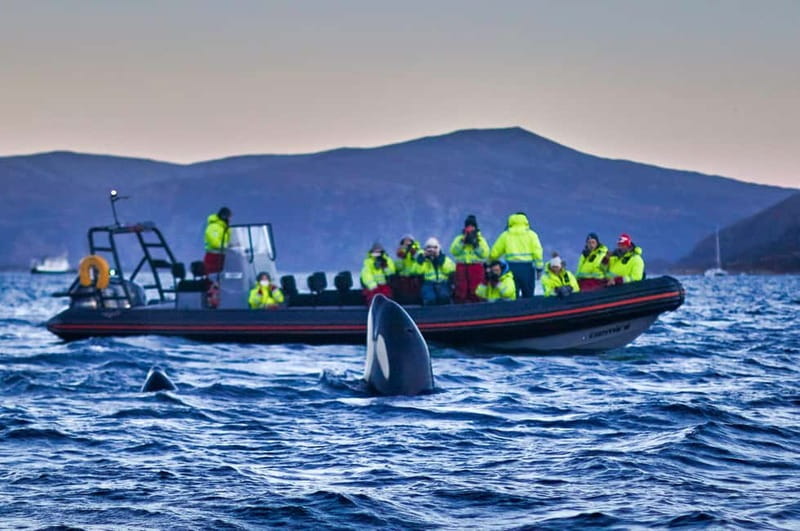 From Tromso: Whale Watching in Magic Skjervoy - Key points before you book