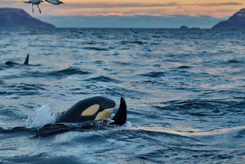 From Tromso: Whale Watching in Magic Skjervoy - Who should book this Skjervøy whale trip?