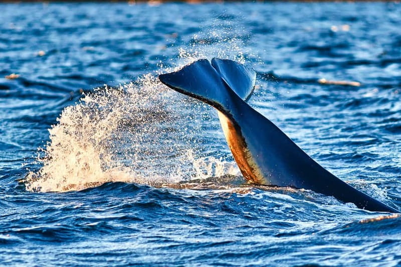 From Tromso: Whale Watching in Magic Skjervoy - Why Skjervøy is the right place for winter whale watching