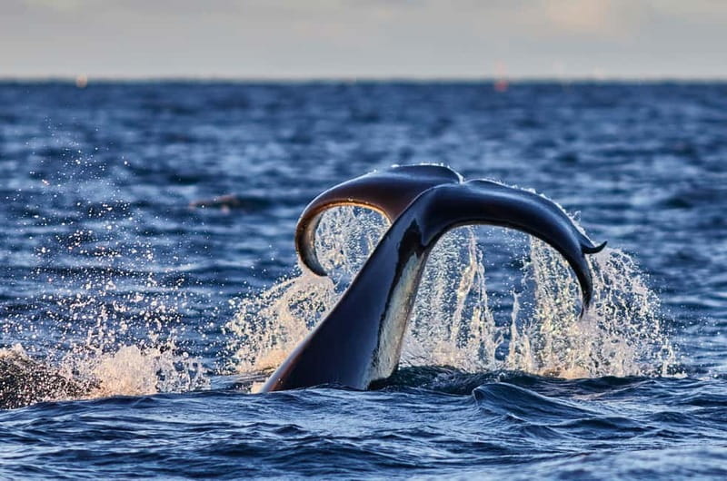 From Tromso: Whale Watching in Magic Skjervoy - Arriving in Skjervøy and getting ready
